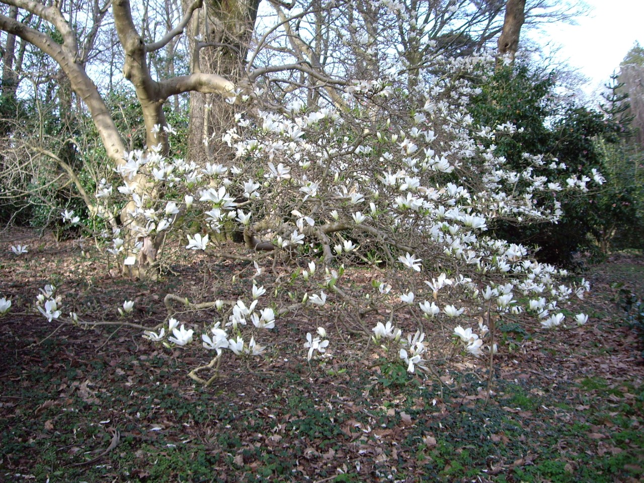 magnolia kobus